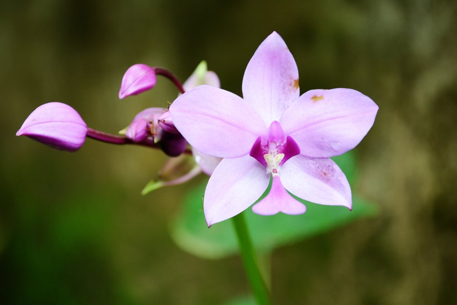 Орхидея субтропическая