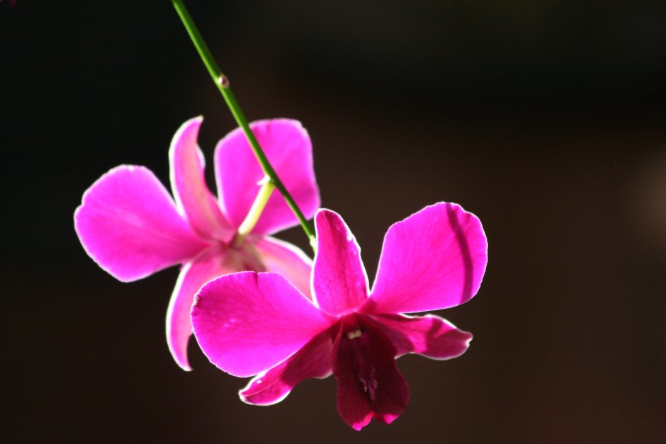 Орхидея Шэньчжэнь-Нонгке
