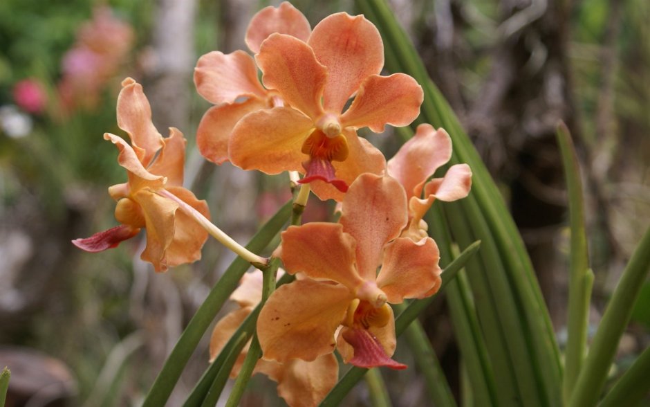 Орхидея Каттлея aclandiae