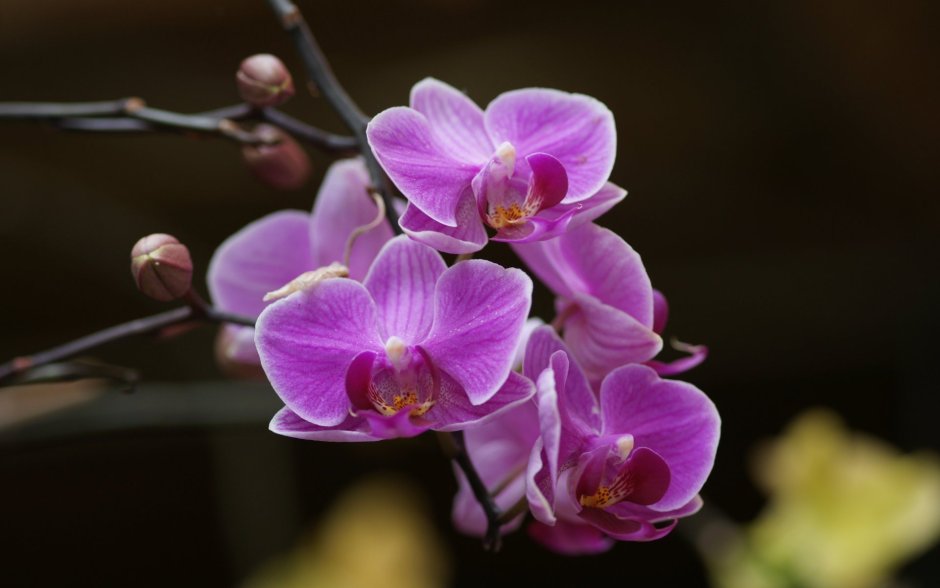 Орхидеи венесуэлы