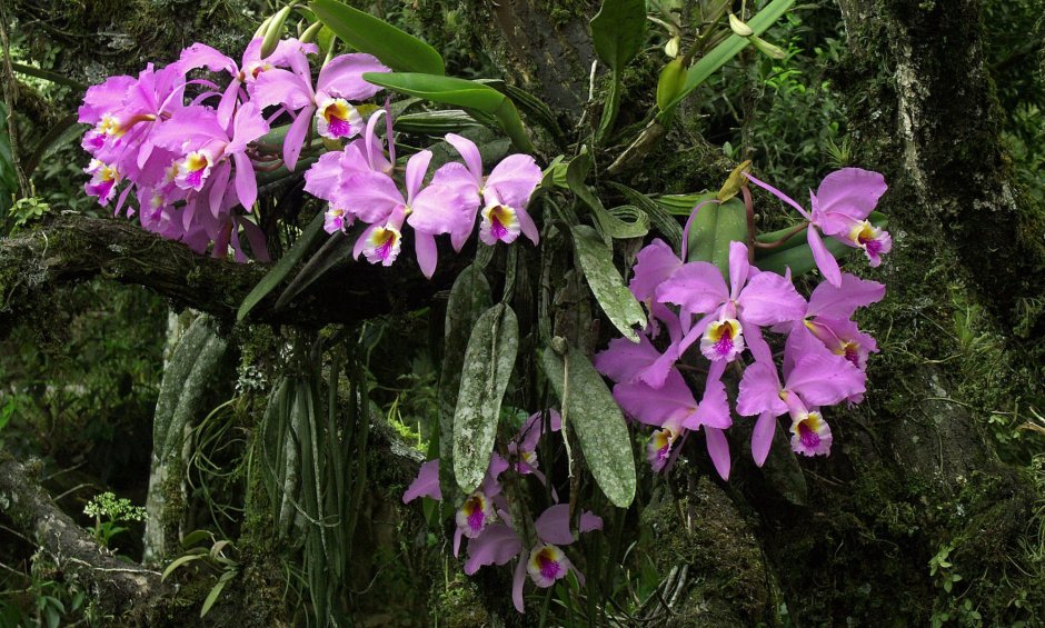 Ванильная Орхидея фото