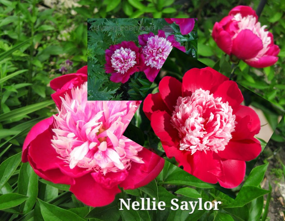 Пион Nellie Saylor