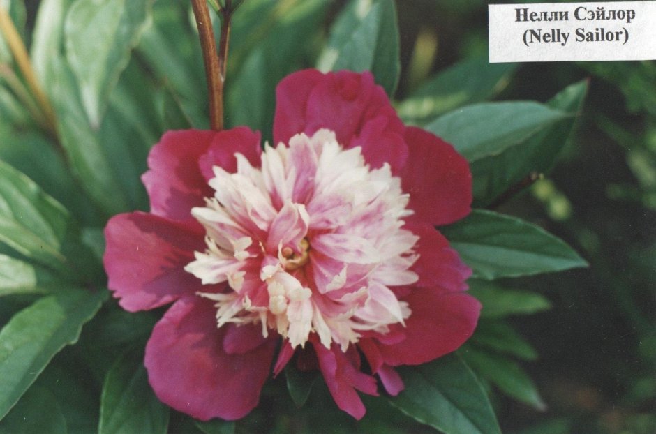 Пион (Paeonia) Nellie Saylor