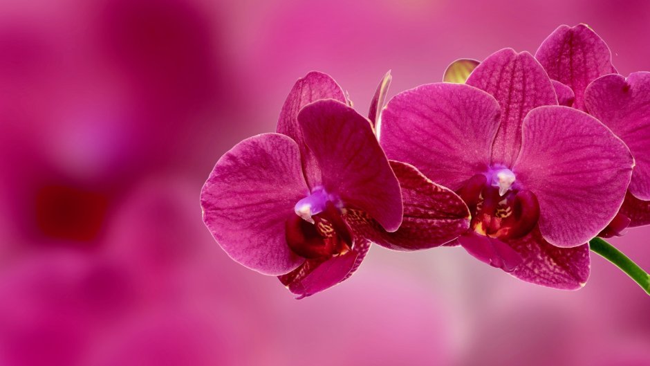 Орхидеи фон