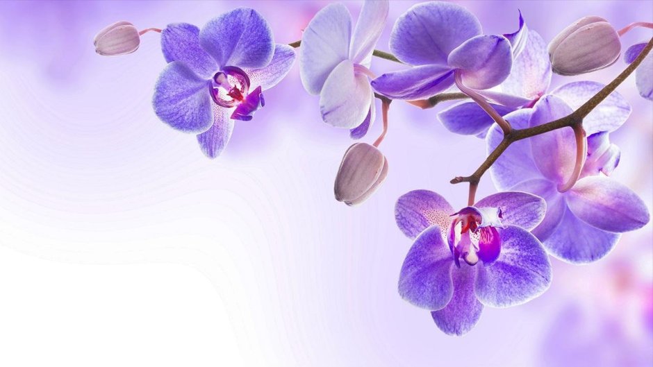 Фото для рабочего стола 1920x1080 орхидеи БИГЛИПЫ