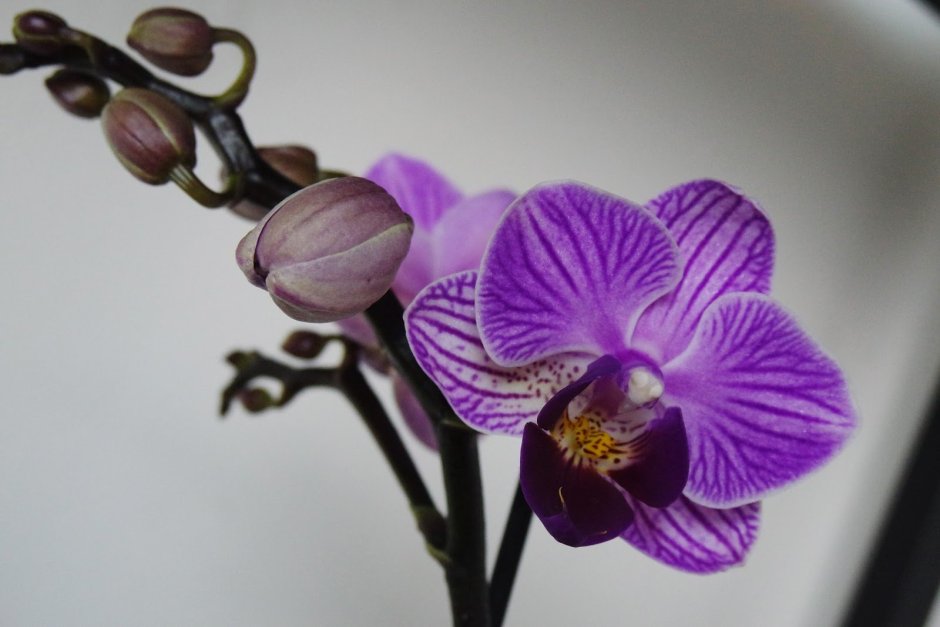 Блэк страйпс орхидея