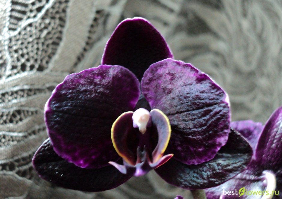Орхидея Бухарест фаленопсис