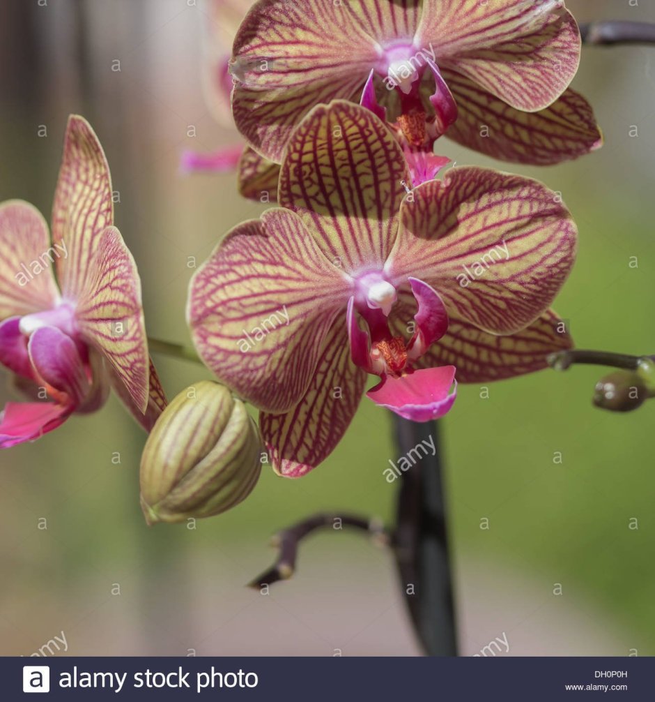 Орхидея Phal. Little Gem Stripe