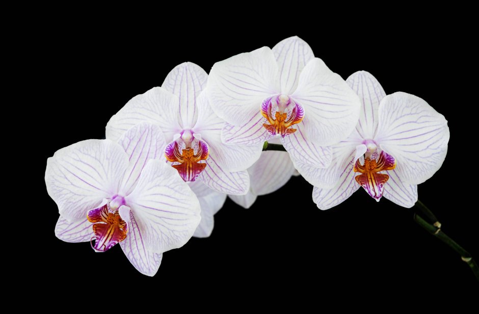 Орхидея Phalaenopsis Marillion