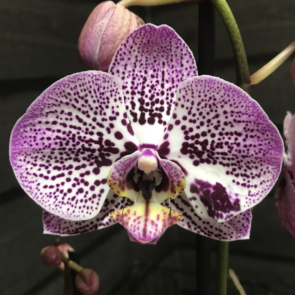 Орхидея Цимбидиум акварель
