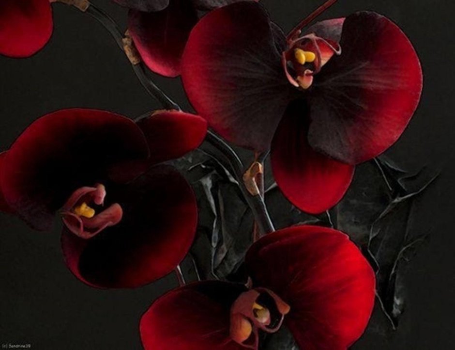 Картины черные орхидеи