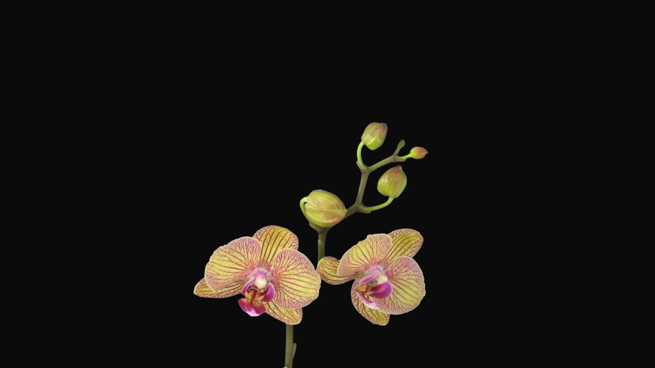 Черная Орхидея на прозрачном фоне