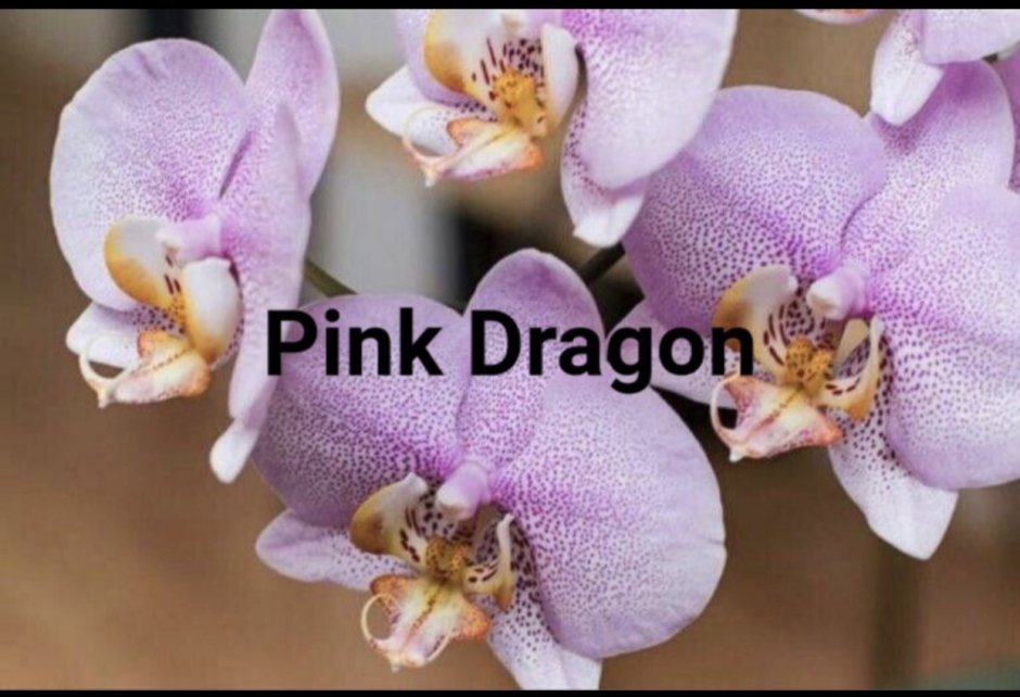 Орхидея «летящая уточка» (Caleana Major)