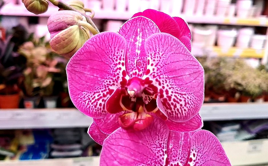 Орхидея Сыктывкар