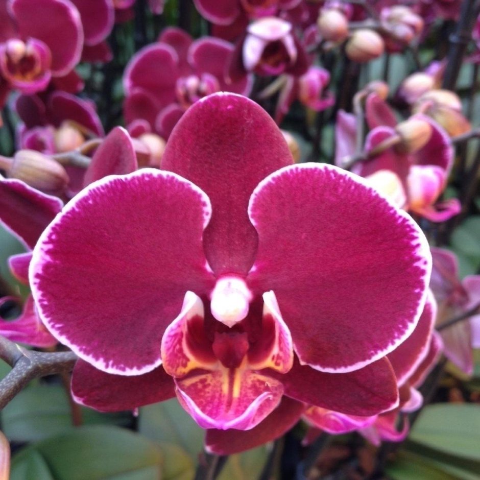 Орхидея фаленопсис розовая с жёлтой губой