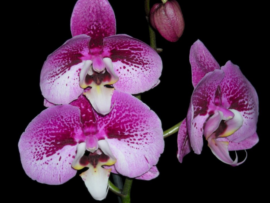 Фаленопсис Гроссето Орхидея