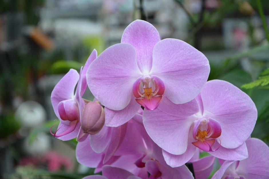Розовая Орхидея фаленопсис