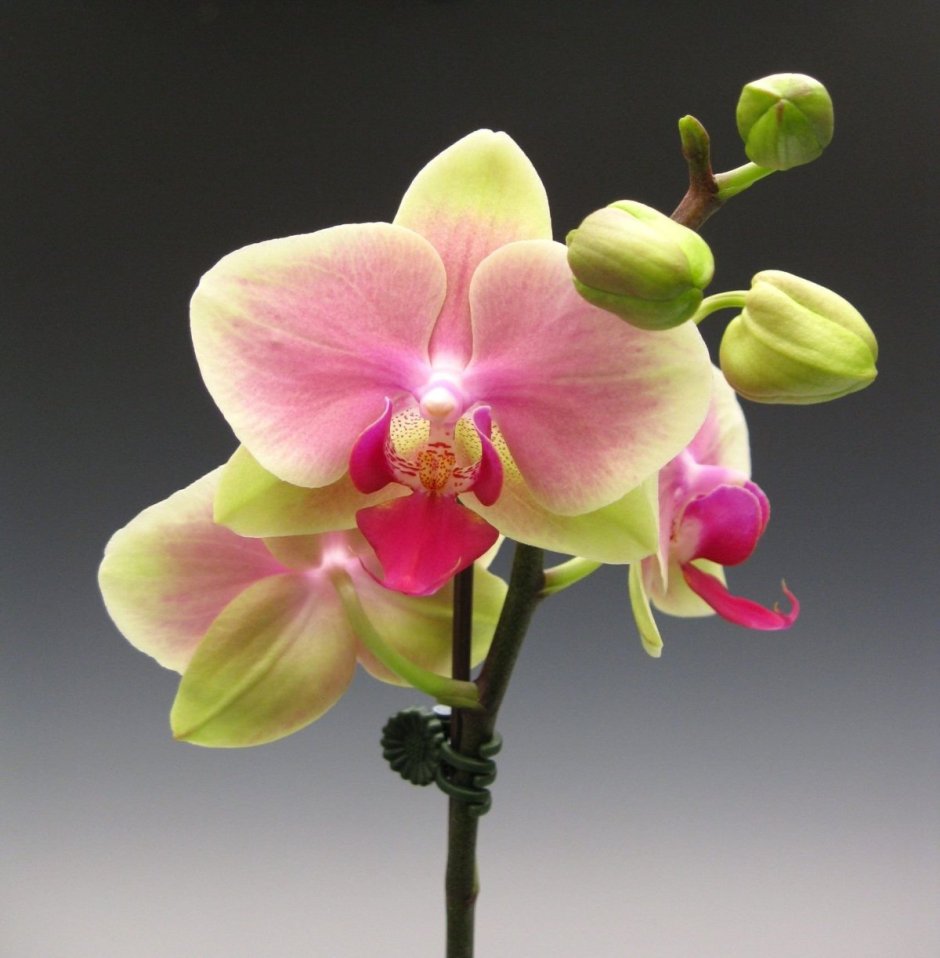 Орхидея вероника фаленопсис