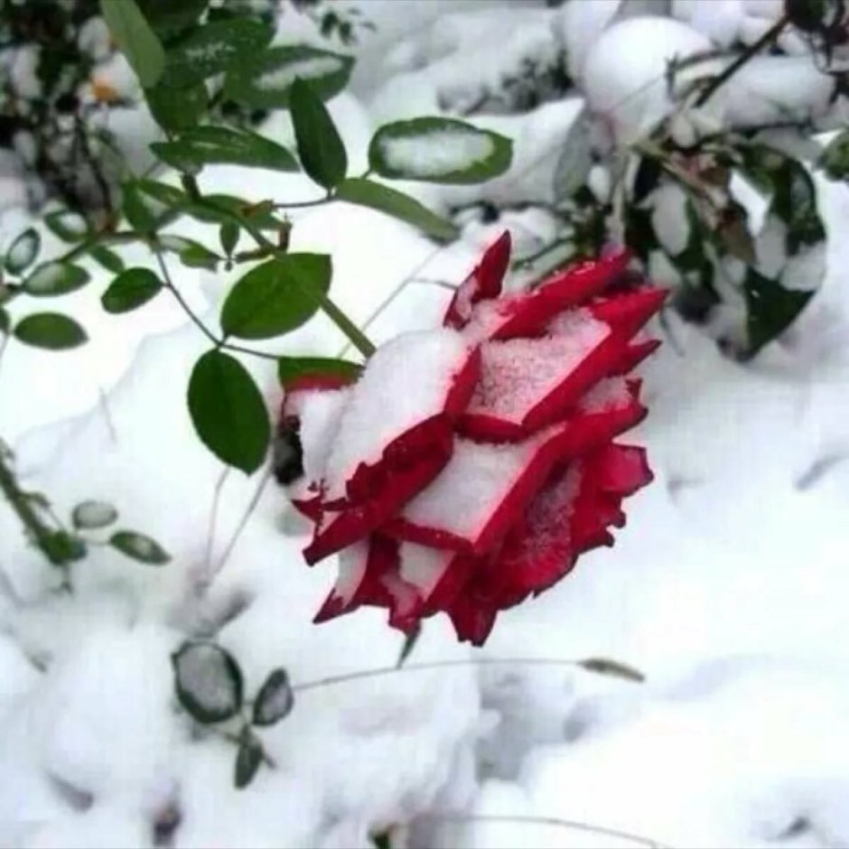 Снег на цветах