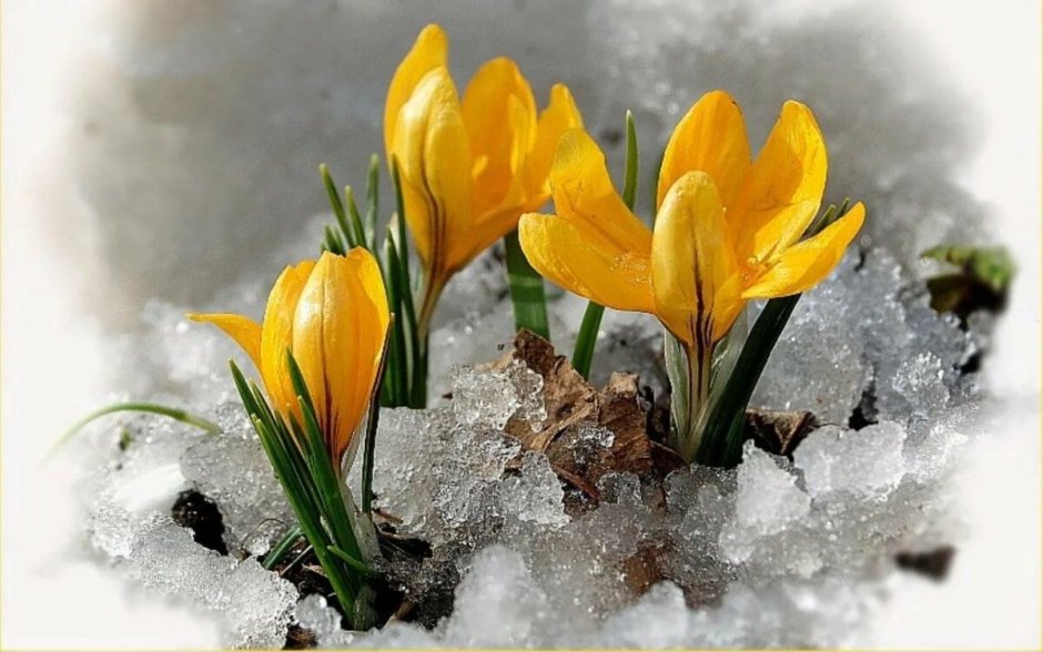 Цветы под снегом