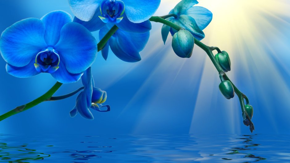 Темно синяя Орхидея