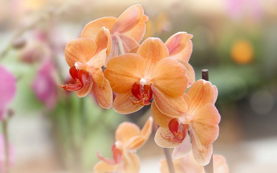Орхидеи байкальские