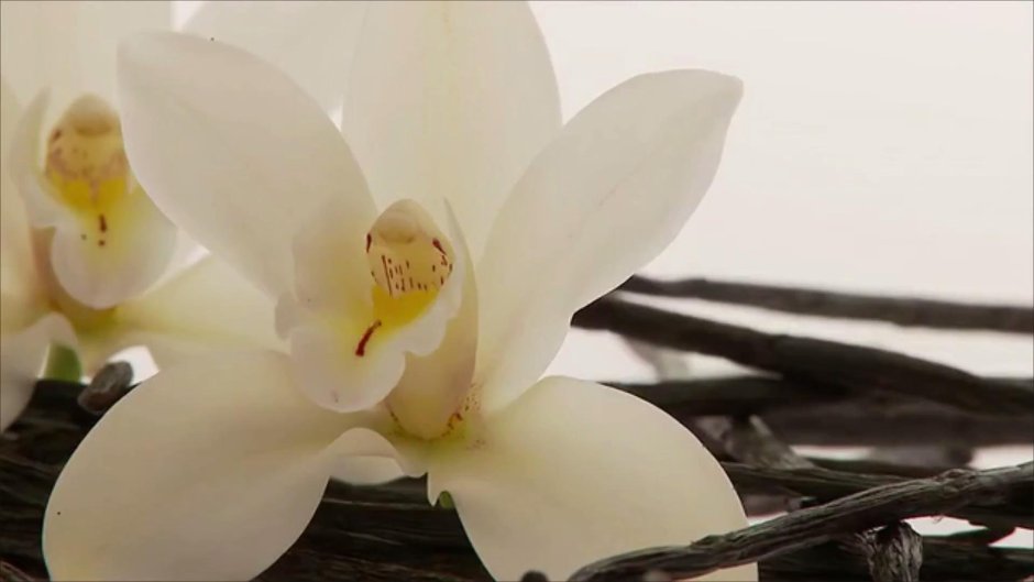 Зеленский ваниль Орхидея