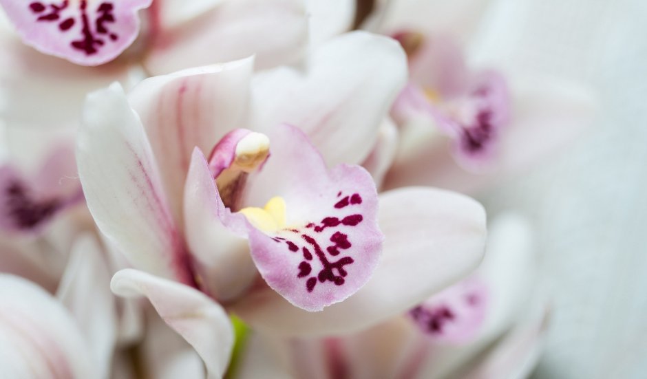 Розовая Орхидея Цимбидиум макро