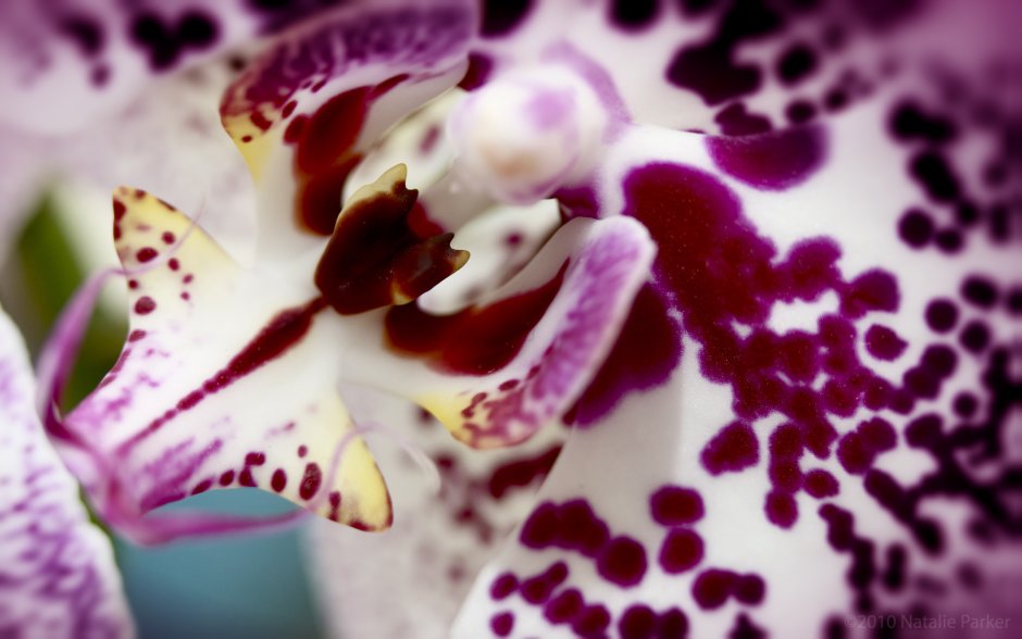 Орхидея фаленопсис белая с пятнами