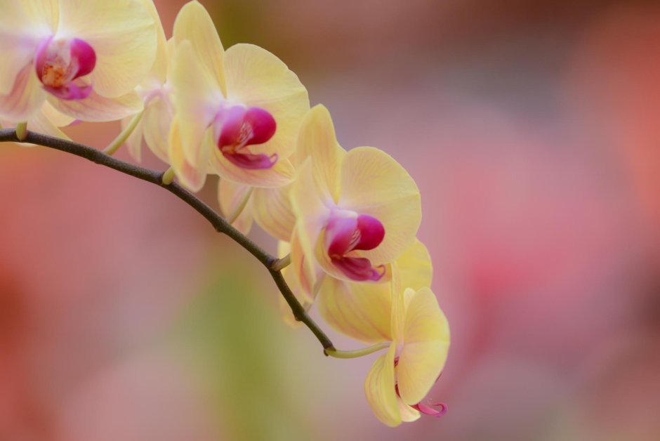 Орхидея желтая Жемчужина