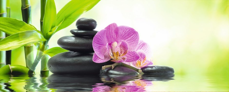 Орхидея и камни