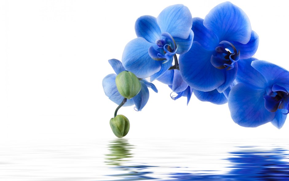 Оптион голубая Орхидея