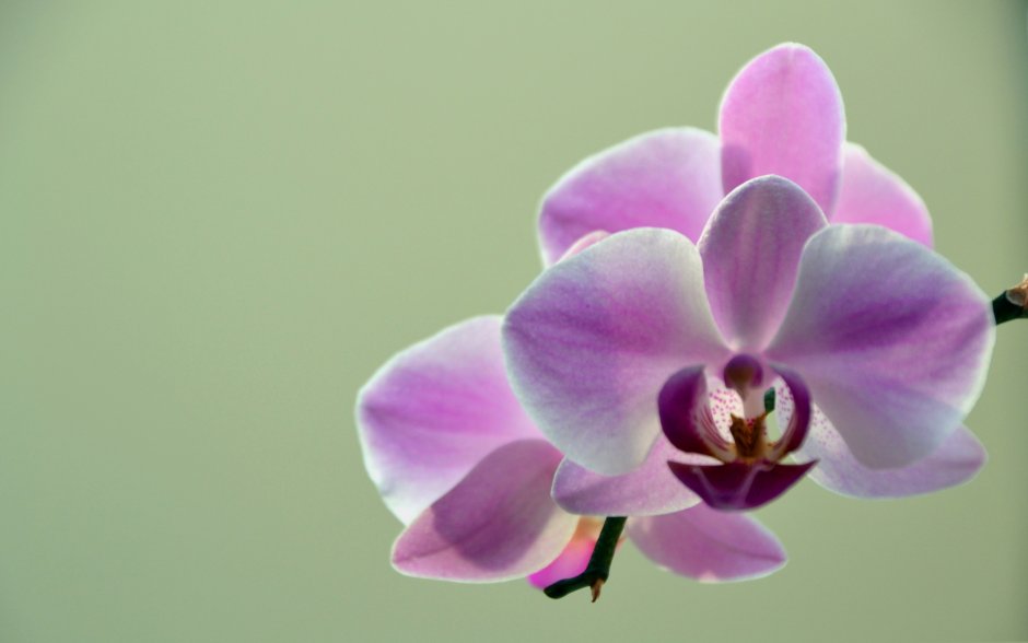 Заставка на рабочий стол орхидеи