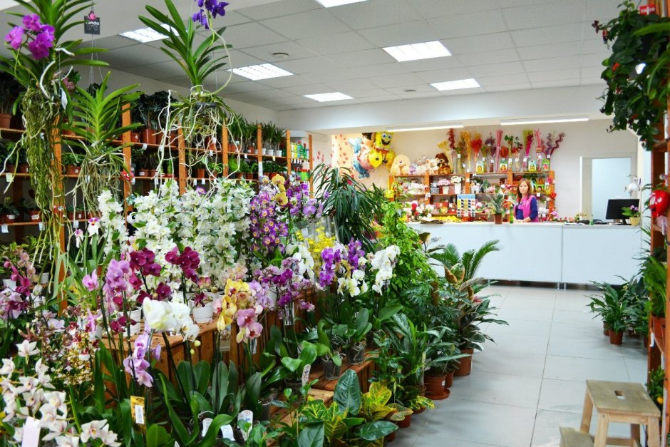 Флоревиль орхидеи
