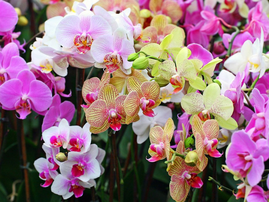 Питомник для орхидей дома