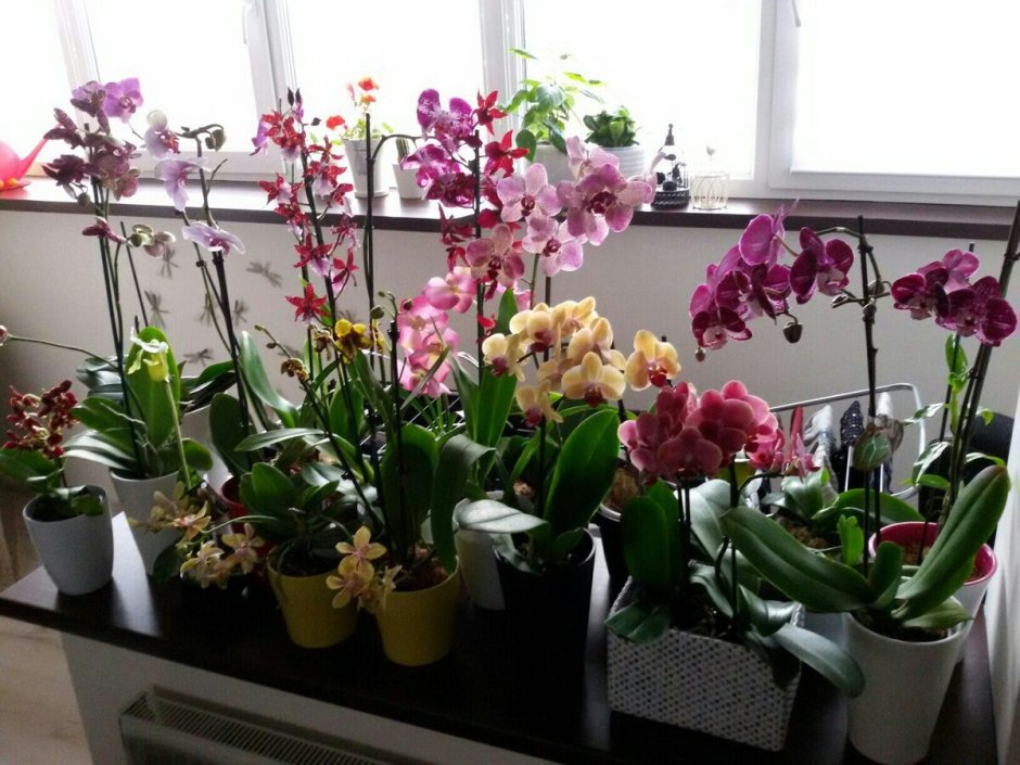 Phalaenopsis Orchids in Pots