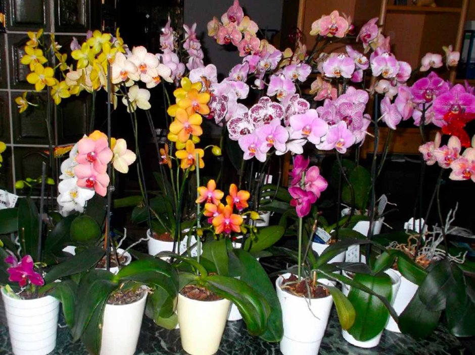 Орхидеи флоревиль
