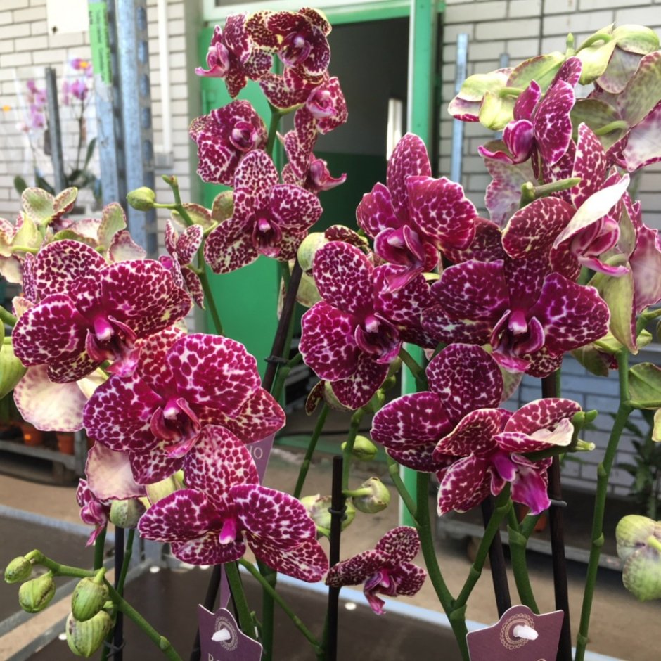 Орхидея Баблс
