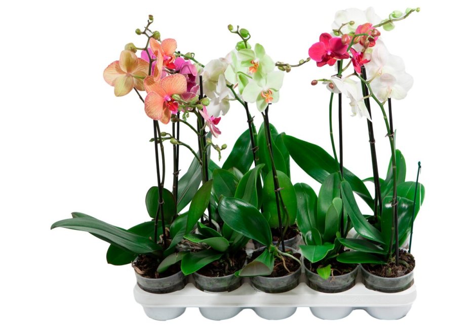 Орхидея с суккулентами