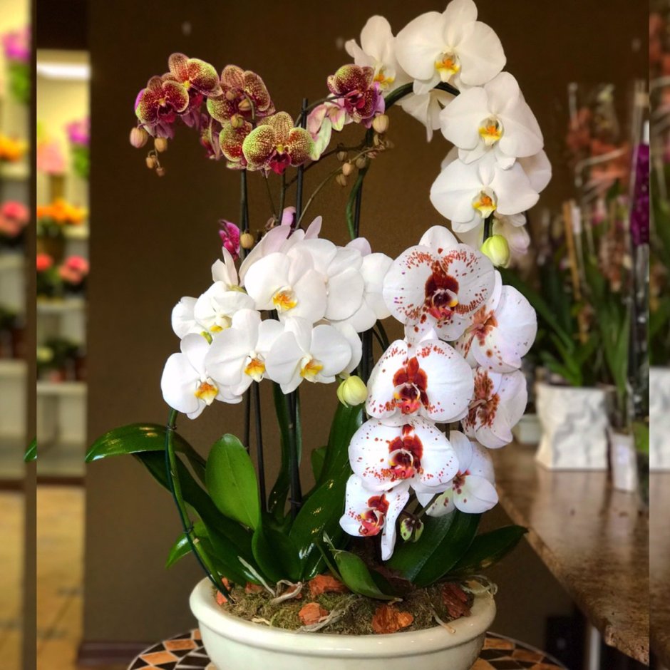 Орхидея в цветочном магазине