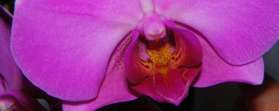 Пестик у орхидеи