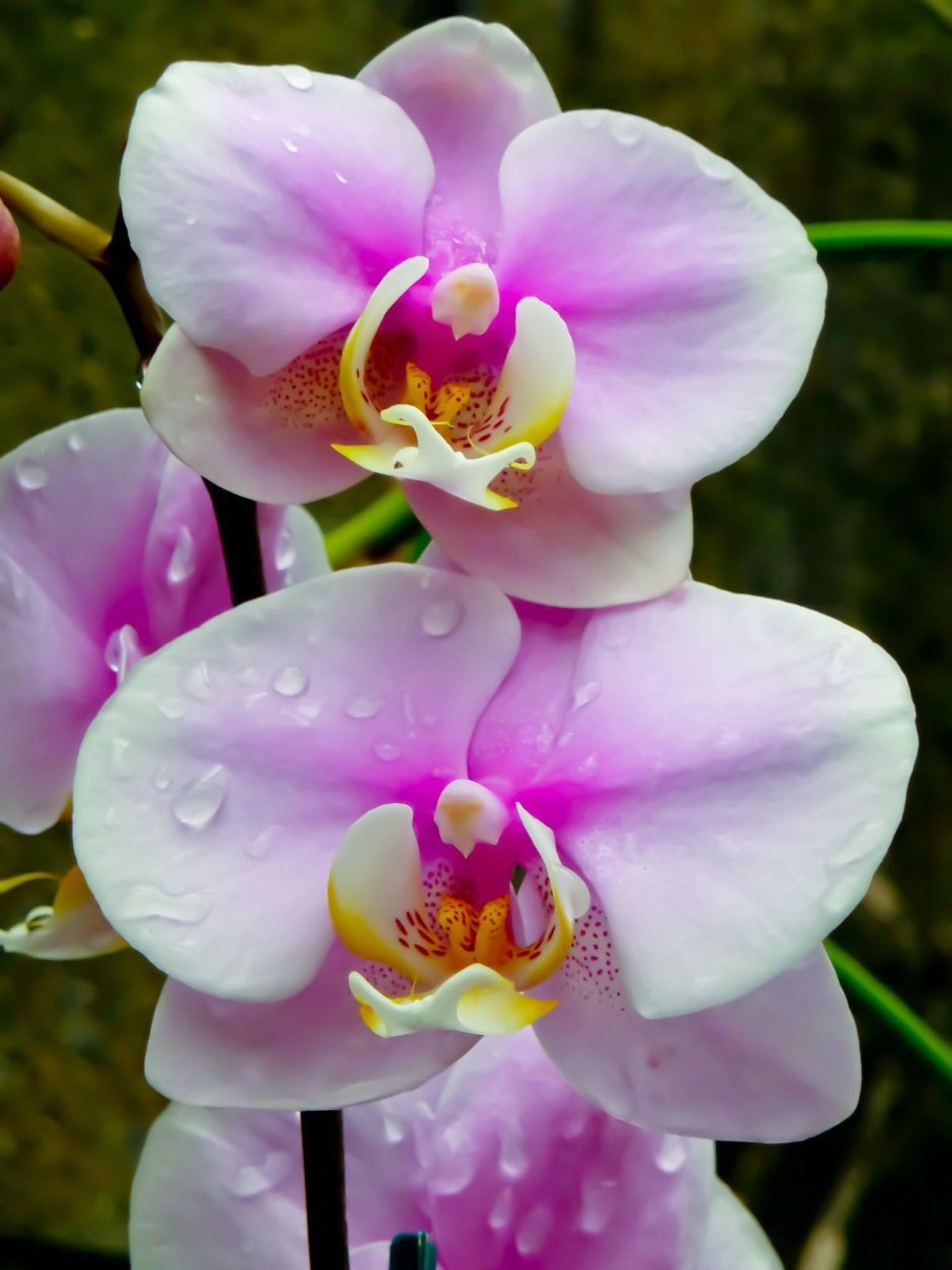 Орхидея розовая Зефирка фото и описание