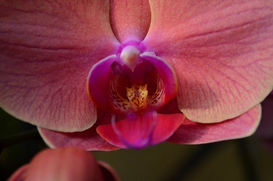 Белая крупная Орхидея. Розовой язычок