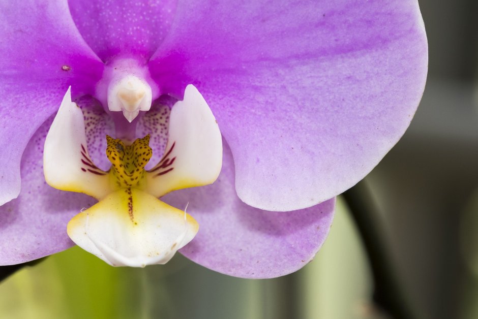 Фаленопсис фиолетовый с белым и желтым