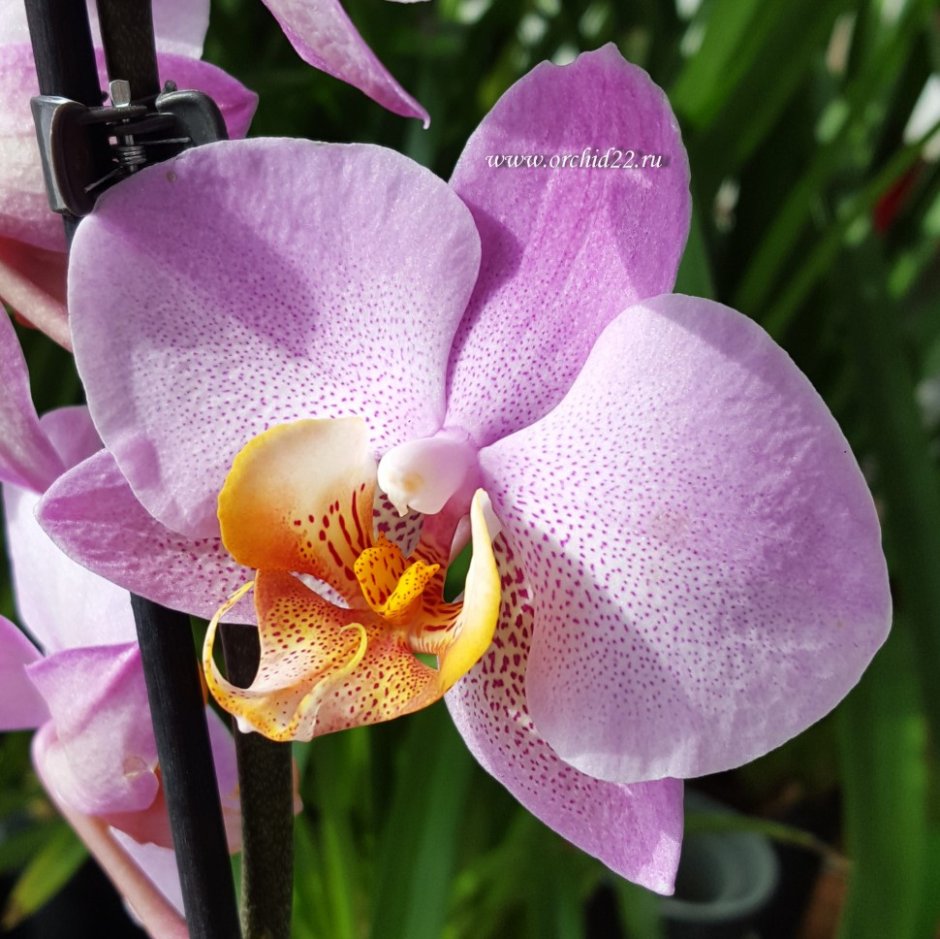 Орхидея с крупным цветком