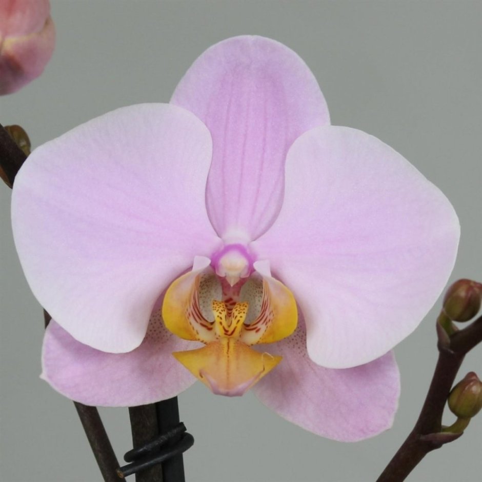 Орхидея розовая с желтой губой