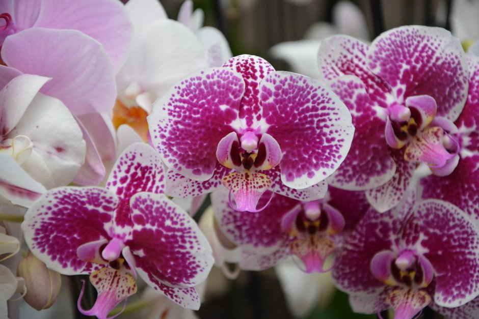 Орхидея фаленопсис тигровпч