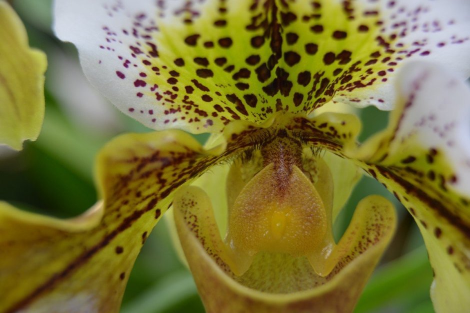 Орхидея голден ягуар
