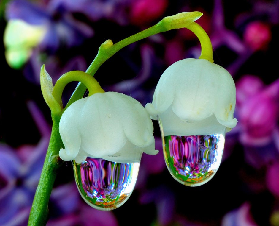 Орхидея манки фейс