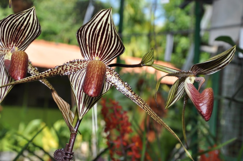 Золотая Орхидея Кинабалу
